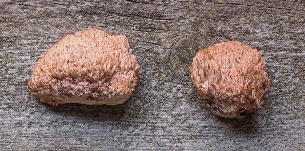 Ramaria botrytis or pink tipped edible coral mushrooms