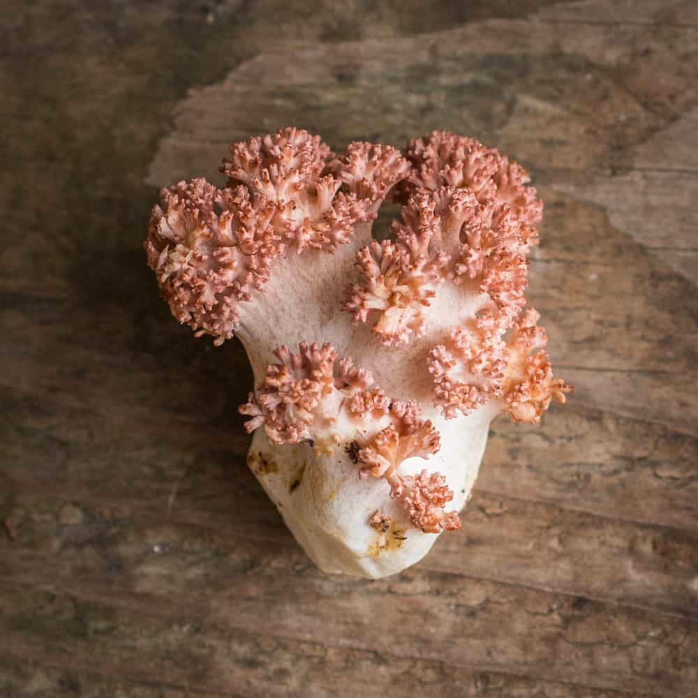 Ramaria botrytis or pink tipped edible coral mushrooms