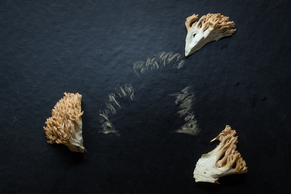 Spore print of Ramaria botrytis the pink tipped coral mushroom