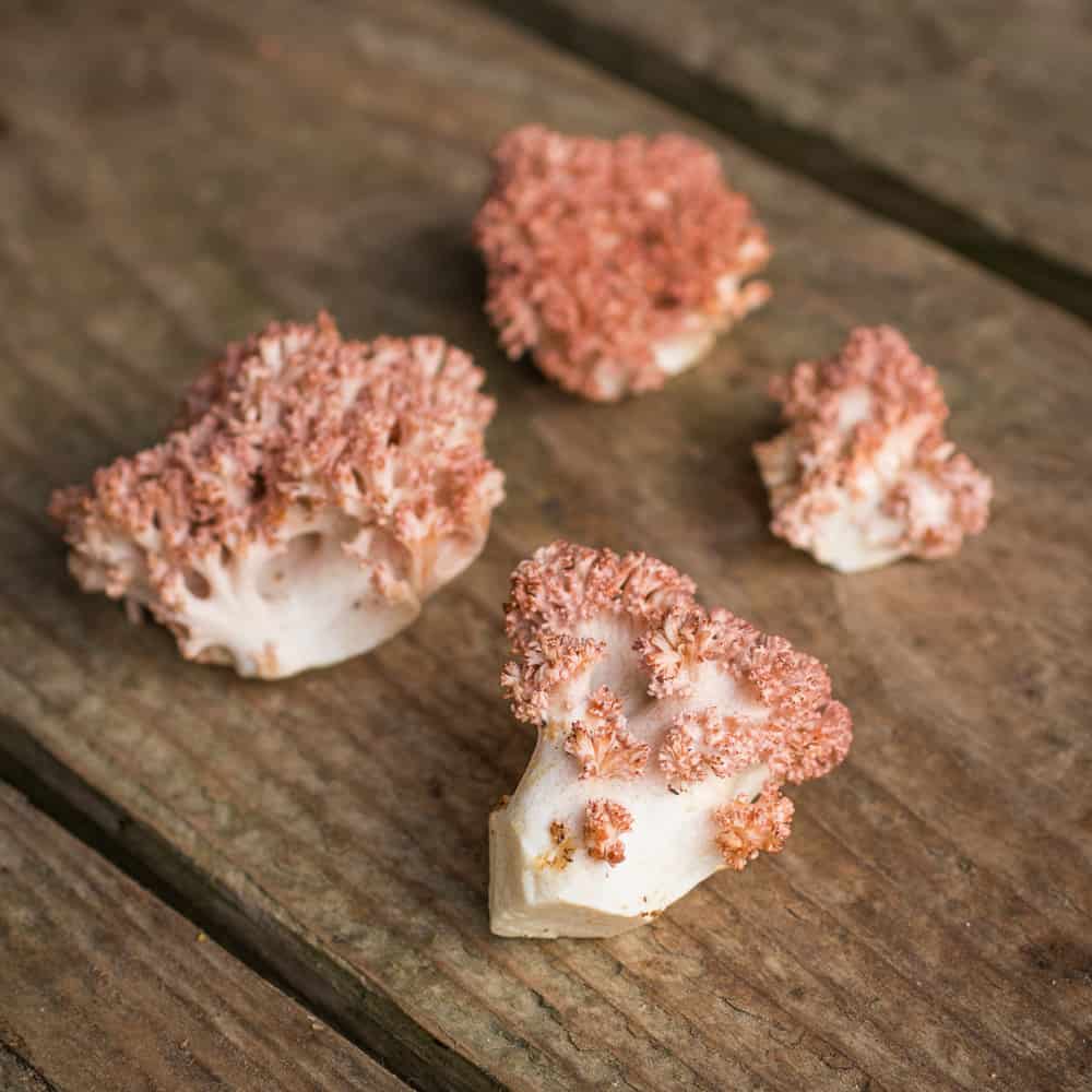 Ramaria botrytis or pink tipped edible coral mushrooms