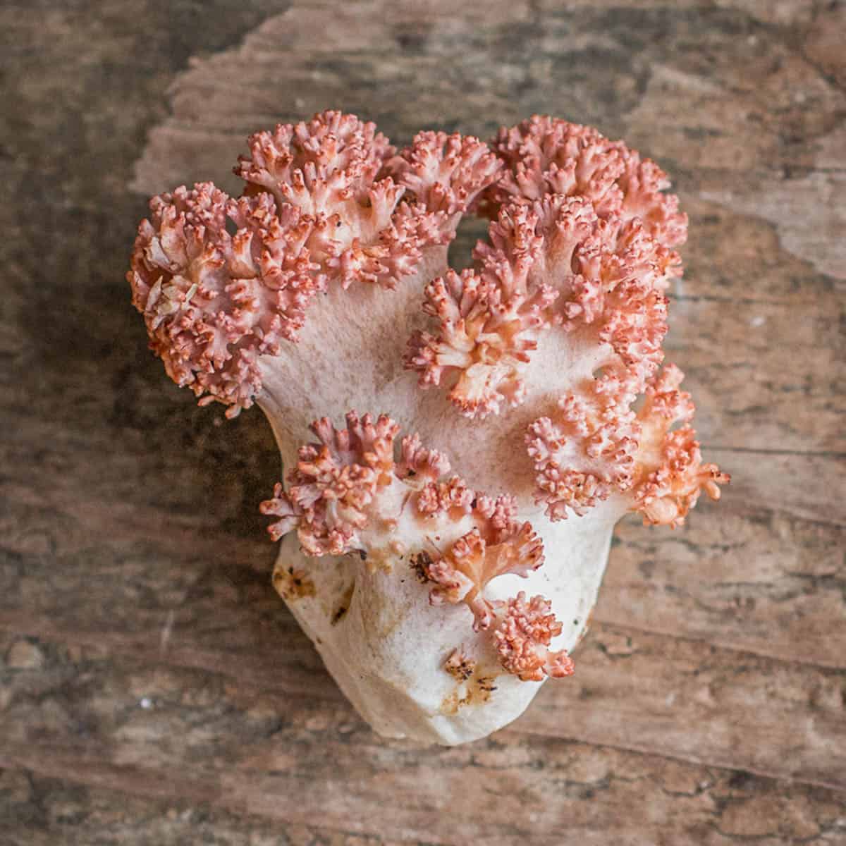 Ramaria botrytis or pink tipped edible coral mushrooms