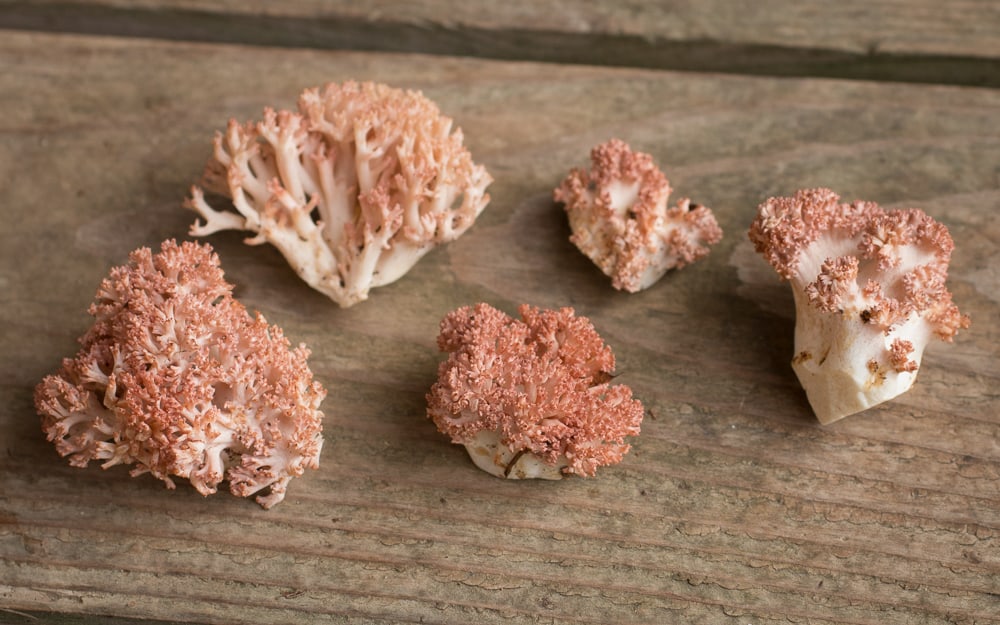 Ramaria botrytis or pink tipped edible coral mushrooms