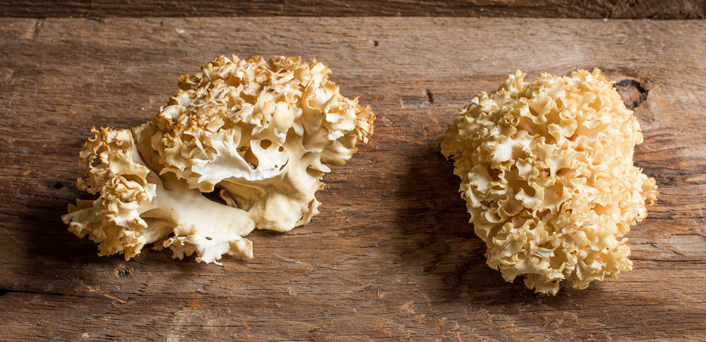 Cauliflower or Sparassis crispa mushrooms
