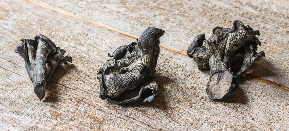 Polyozellus multiplex or clustering blue chanterelles