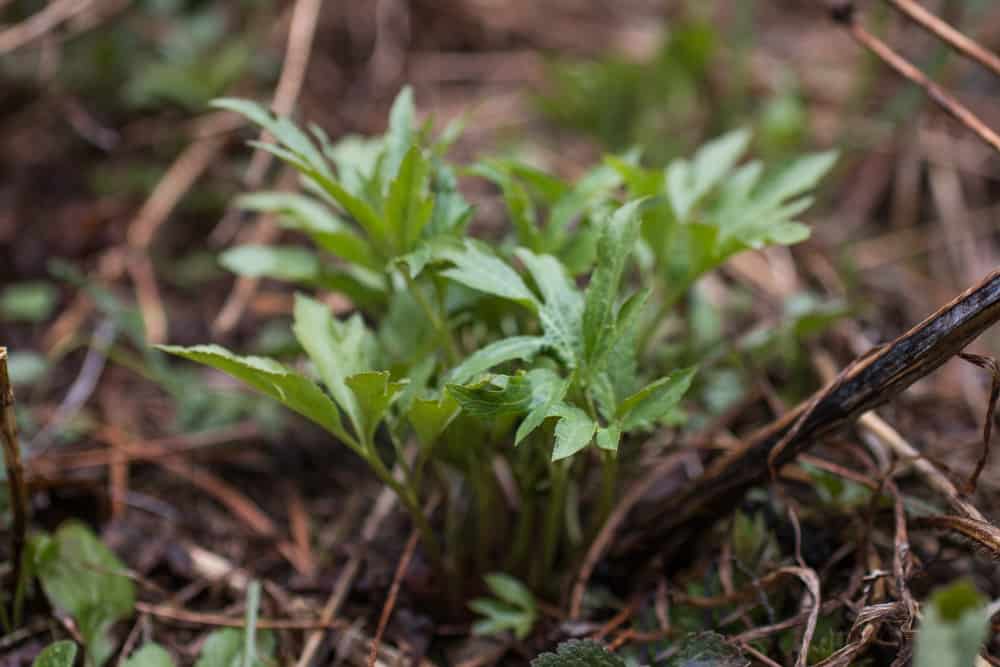 sochan, sochani, rudbeckia laciniata, young sochan, spring sochan, 