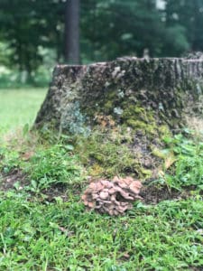 Grifola frondosa, hen of the woods or maitake mushroom