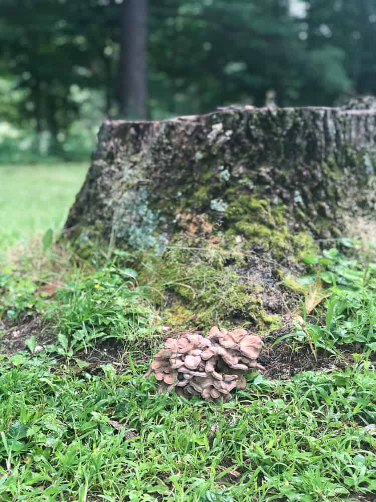 Grifola frondosa, hen of the woods or maitake mushroom growing at the base of a tree 