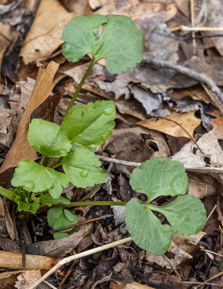 Buttercup, a Honewort look a like