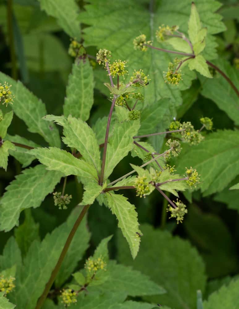 Edible Sanicle marylandia