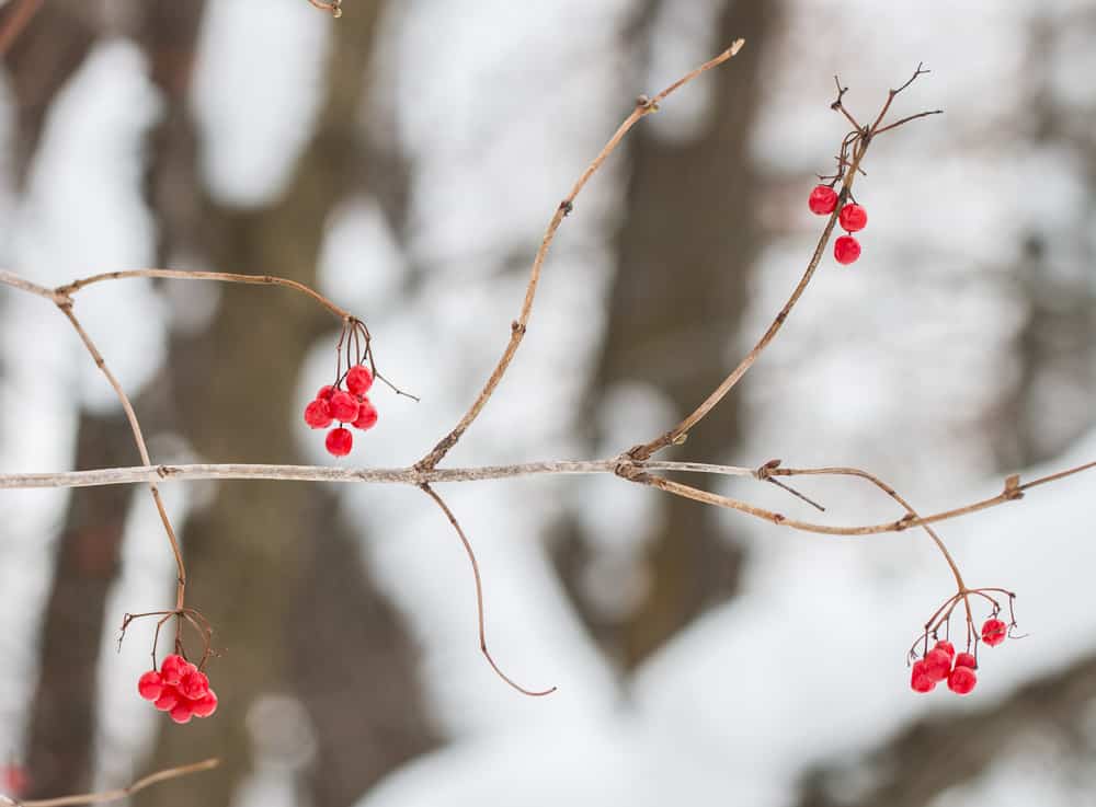 Highbush cranberries from minnesota, Viburnum trilobum