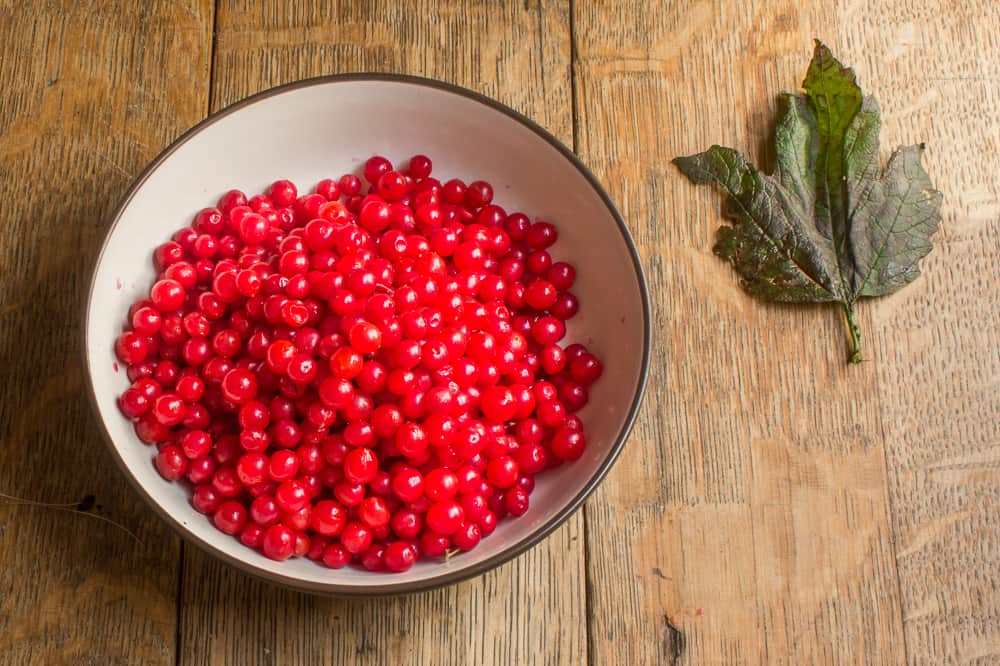 Highbush Cranberries or viburnum trilobum 