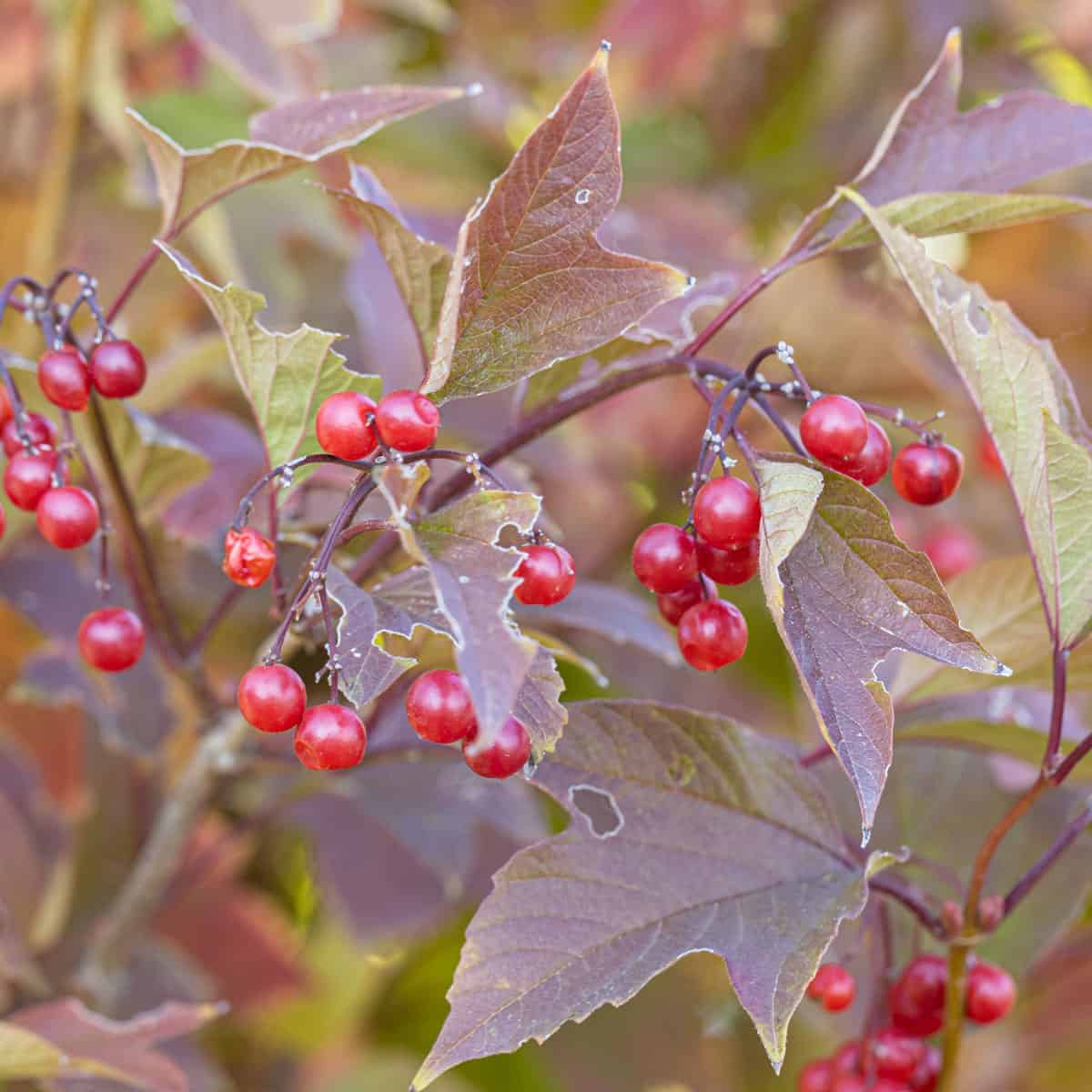 40 Types of Red Berries (With Pictures) - Identification Guide