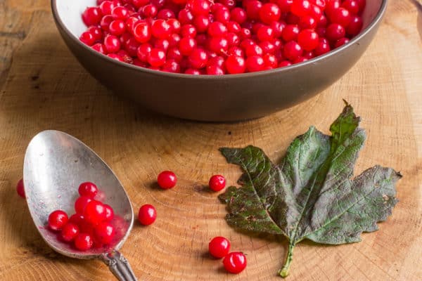 Highbush Cranberries or viburnum trilobum