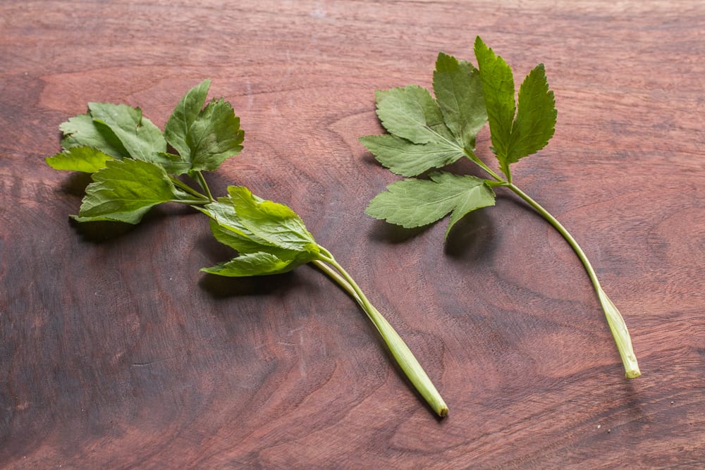 Cyptotaenia canadensis, honewort, wild japanese parsley