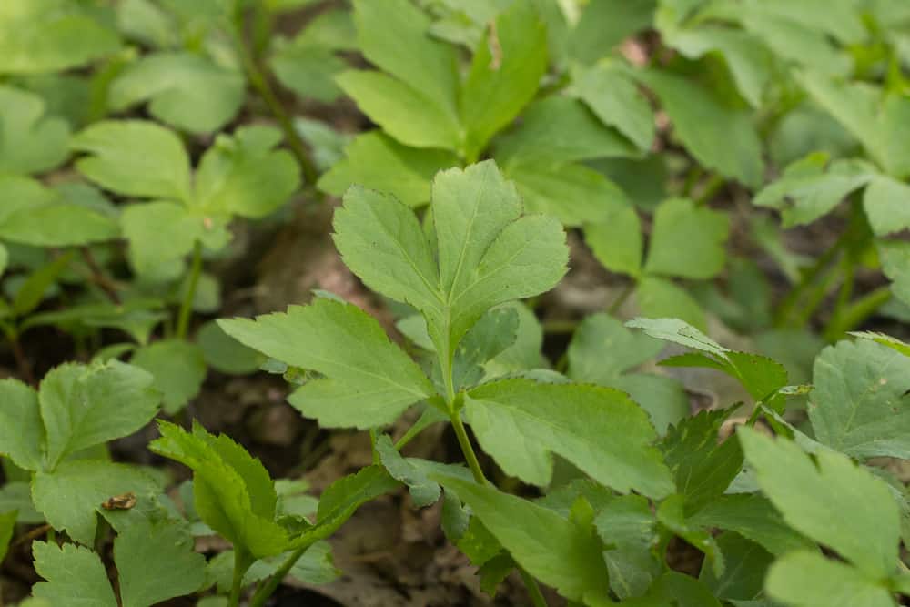 Cyptotaenia Canadensis Honewort Wild Japanese Parsley Or Wild Chervil