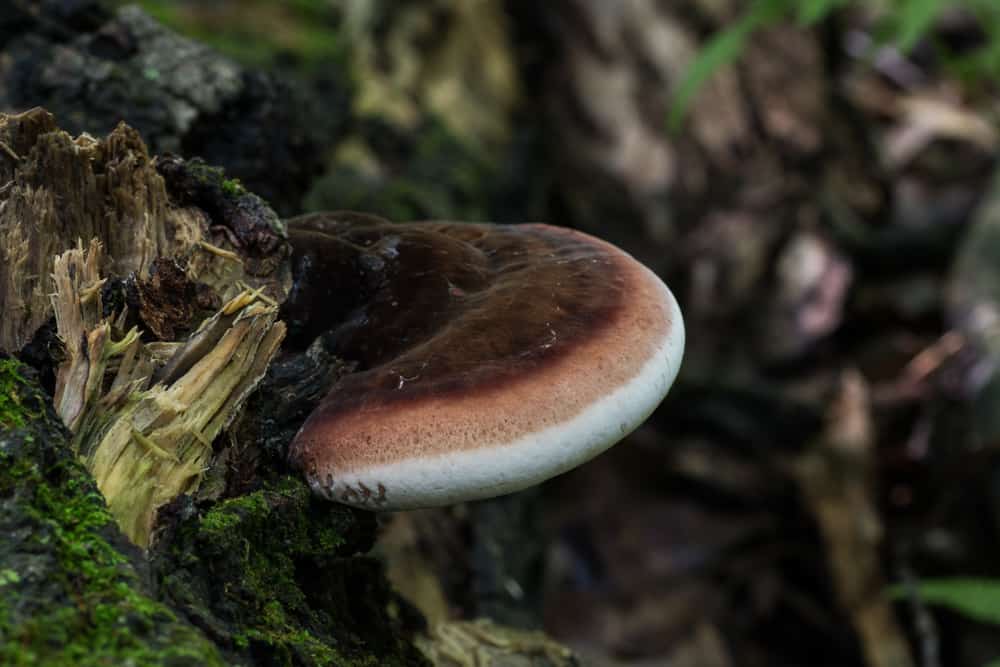 Ischnoderma resinosum or the resinous polypore