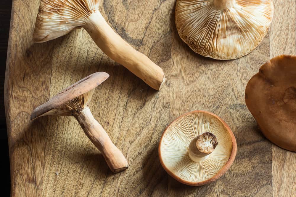 Lactarius volemus or Lactifluus volemus milkcap mushrooms 