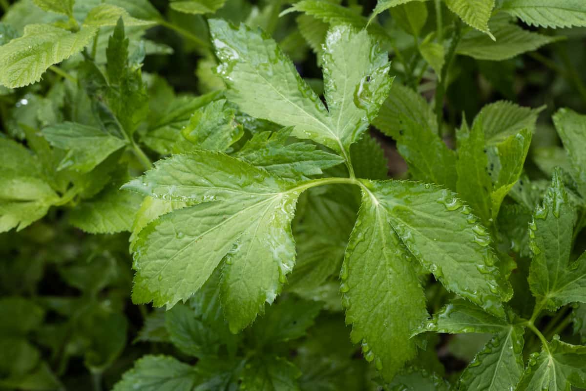 Cryptotaenia canadensis, Honewort, or Mitsuba or Wild Chervil 