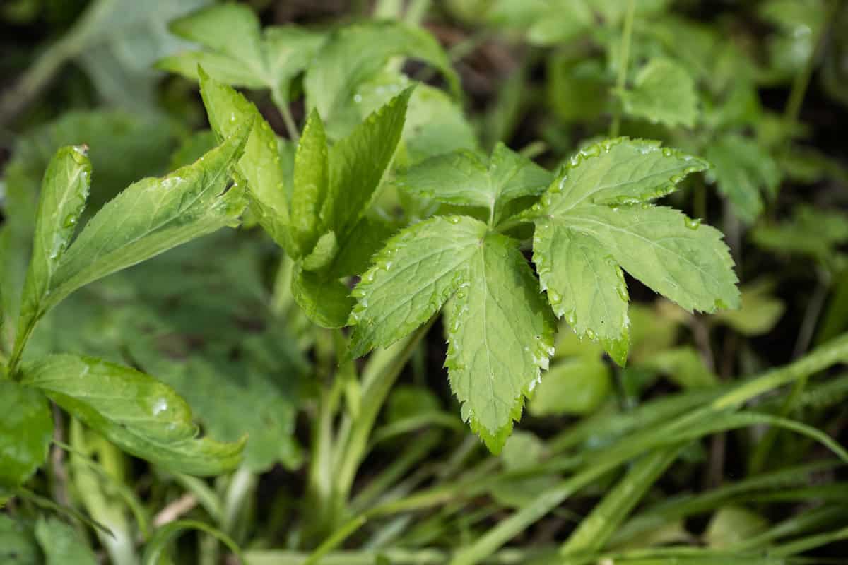 Cryptotaenia canadensis, Honewort, or Mitsuba or Wild Chervil 