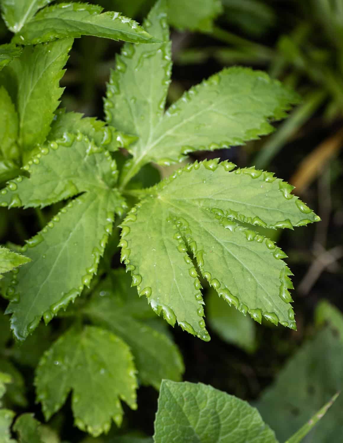 Cryptotaenia canadensis, Honewort, or Mitsuba or Wild Chervil 