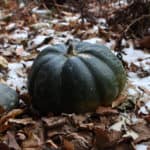 A young musque de provence squash