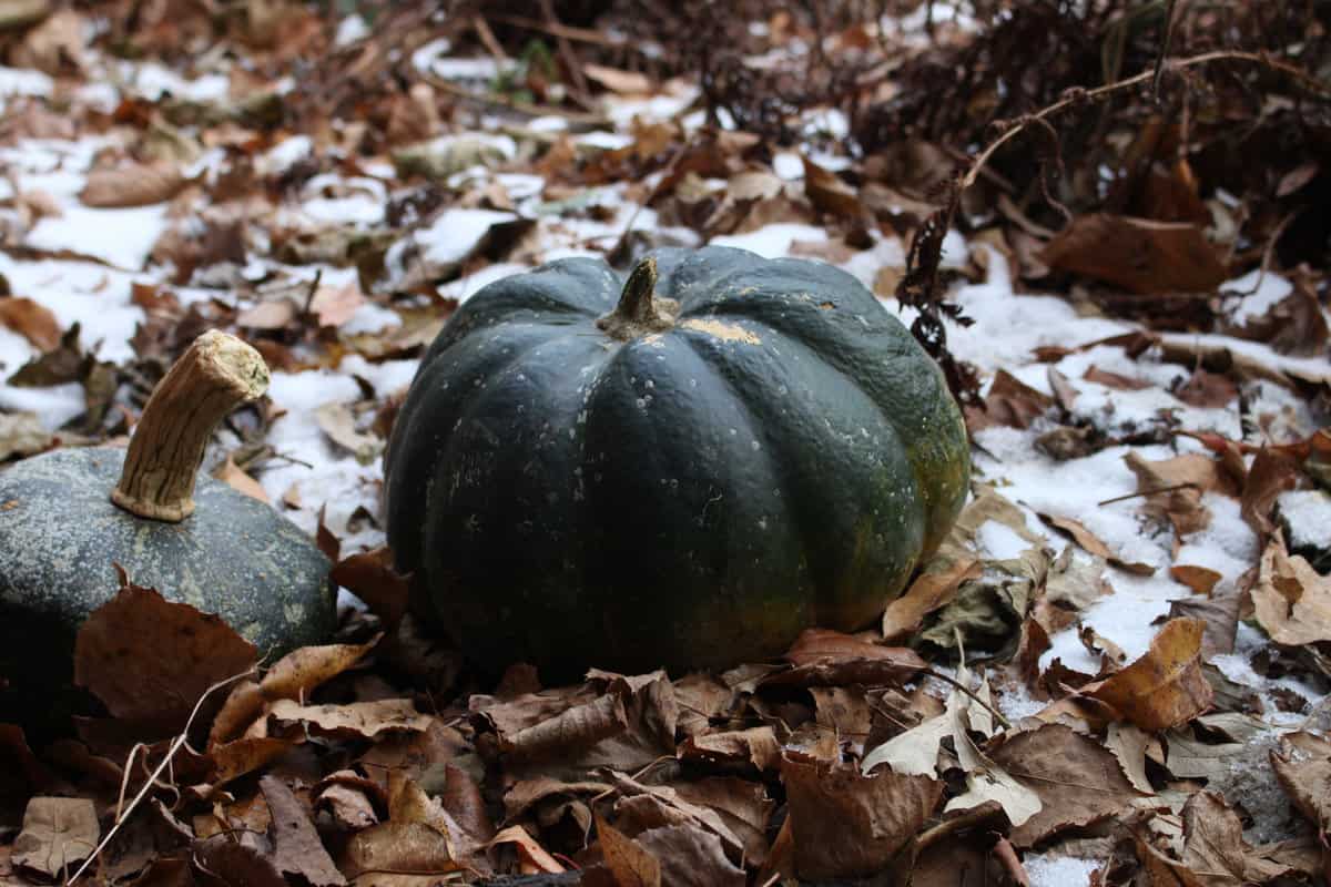 A young musque de provence squash