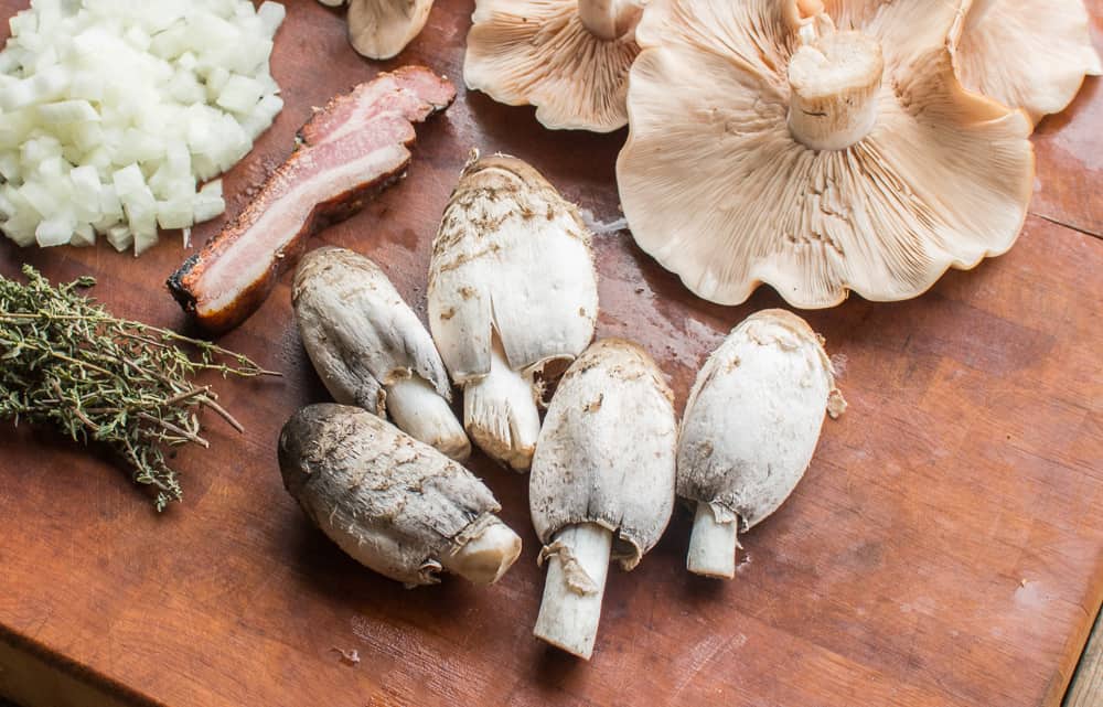Rabbit Chasseur Recipe with Blewits and Shaggy Mane Mushrooms
