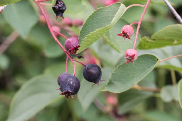 Serviceberry, armelenchier, juneberry, saskatoon, or chuckley pear