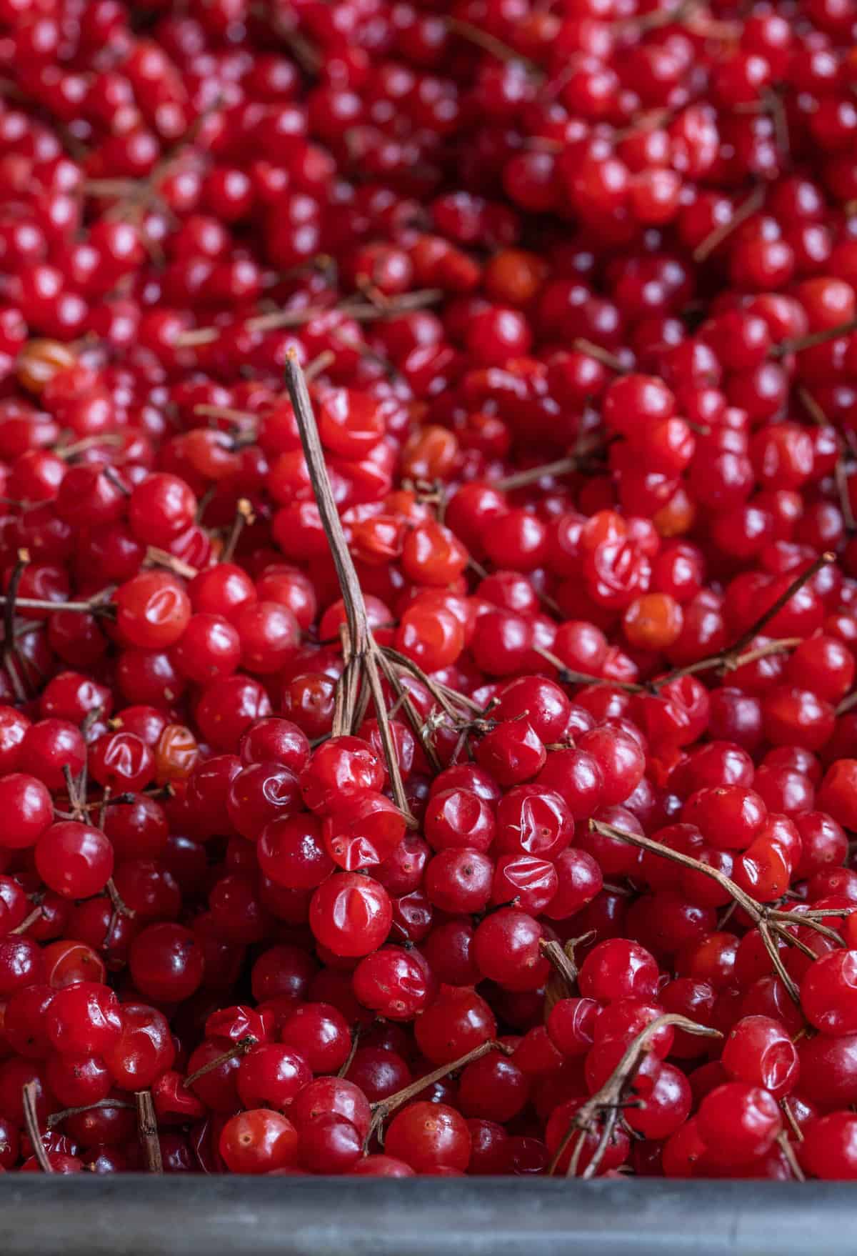 highbush cranberries or Viburnum trilobum 