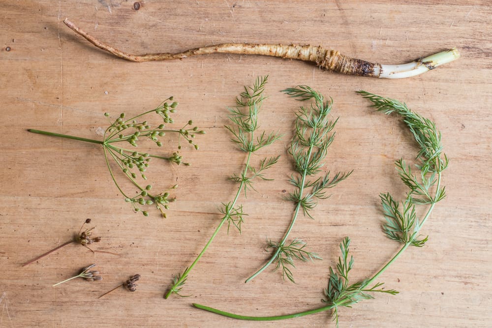 Wild caraway leaves, roots, and seeds 