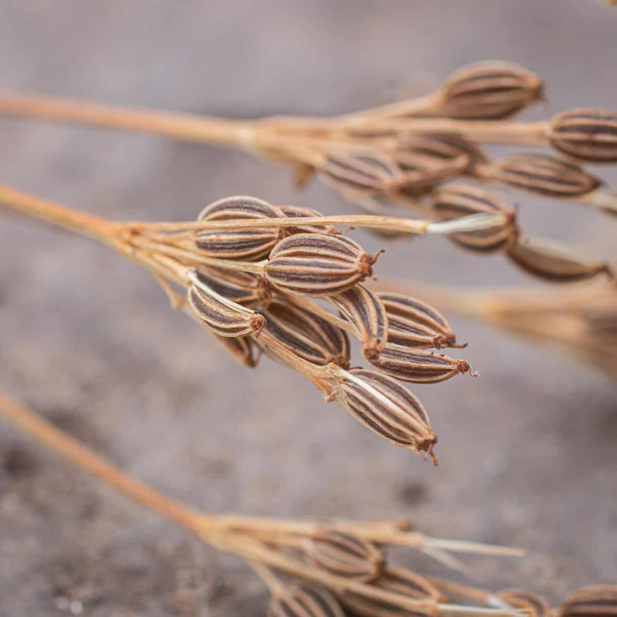 Wild caraway