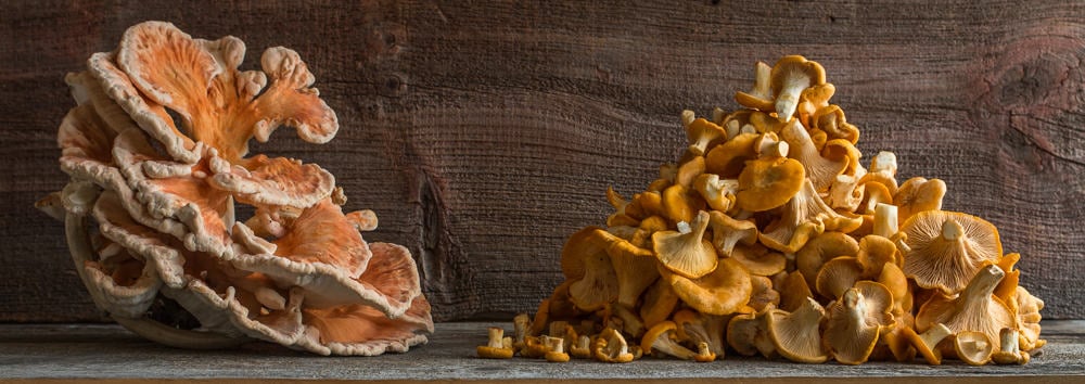 chicken of the woods and chanterelle mushrooms 
