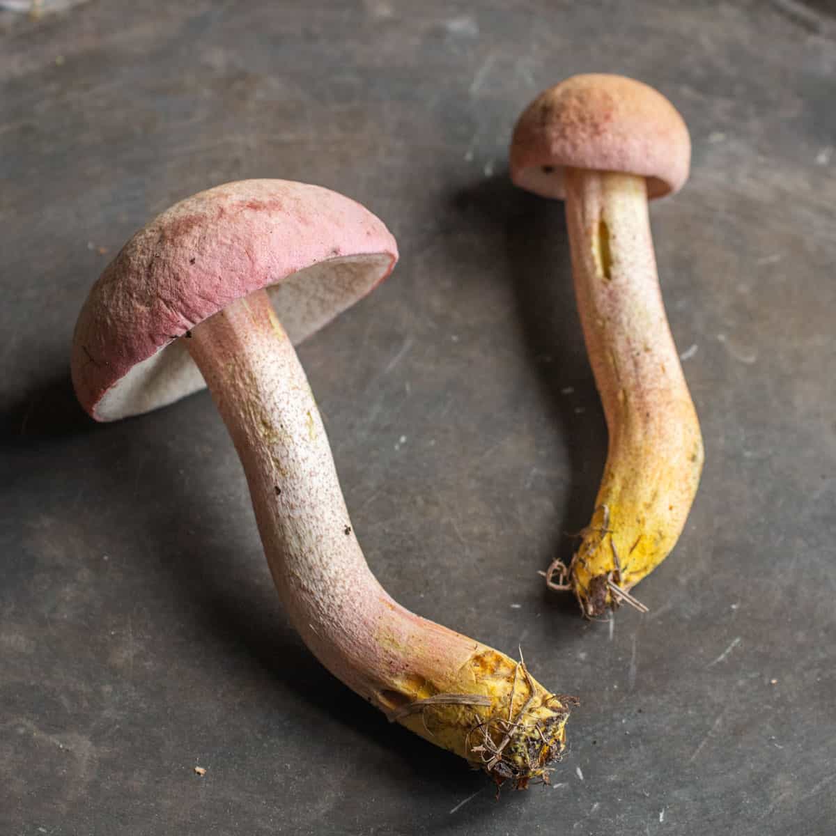 The Chome-footed bolete, or Harrya chromapes, Tylopilus chromapes, Leccinum chromapes