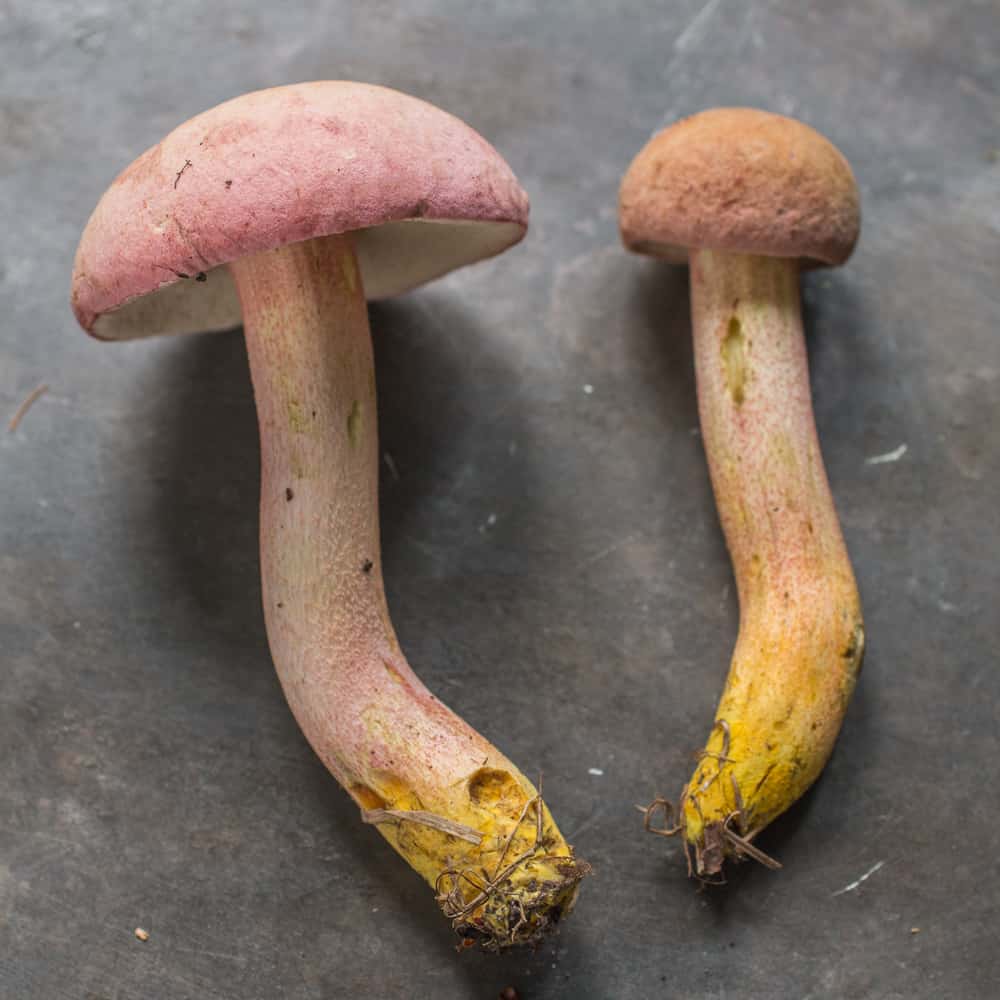 The Chome-footed bolete, or Harrya chromapes, Tylopilus chromapes, Leccinum chromapes