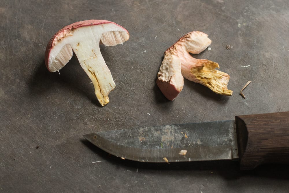 The Chome-footed bolete, or Harrya chromapes, Tylopilus chromapes, Leccinum chromapes