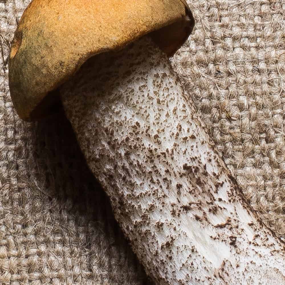 Stem scabers on a Leccinum or scaber stalk mushroom