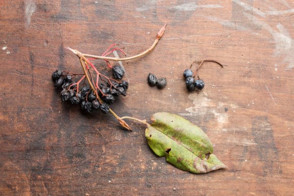 Nannyberries or Viburnum lentago