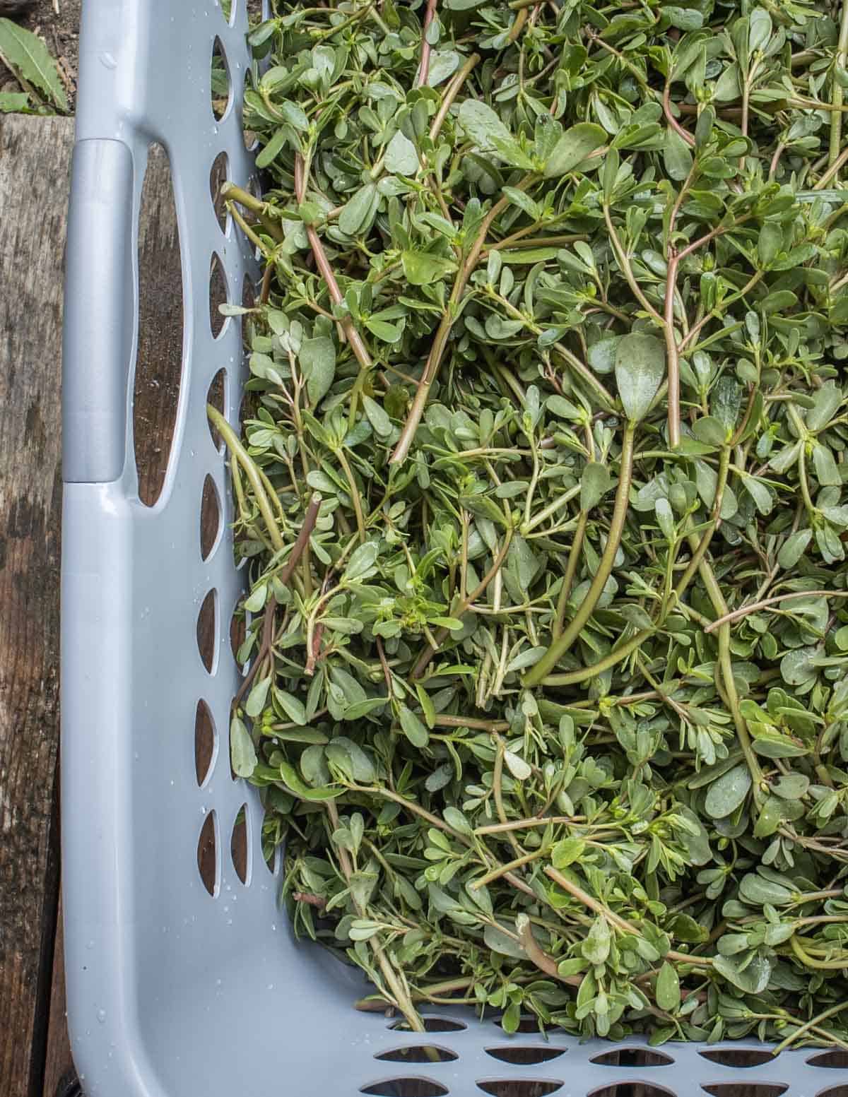 a basket of purslane or verdolagas 