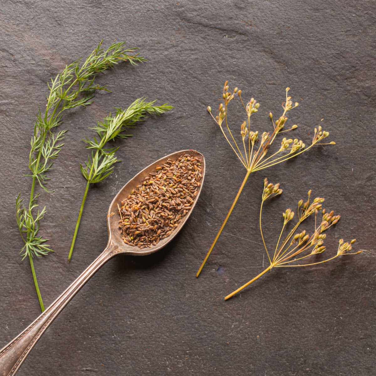 wild caraway seeds on a spoon with caraway leaves and seeds on racemes 