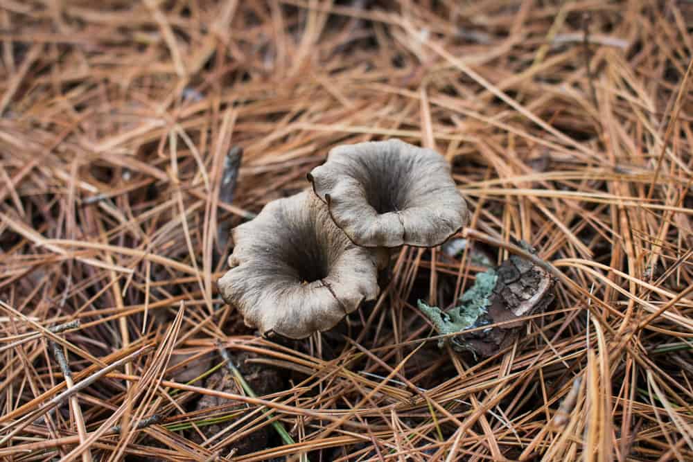 Craterellus caeruleofuscus or the cerulean black trumpet mushroom