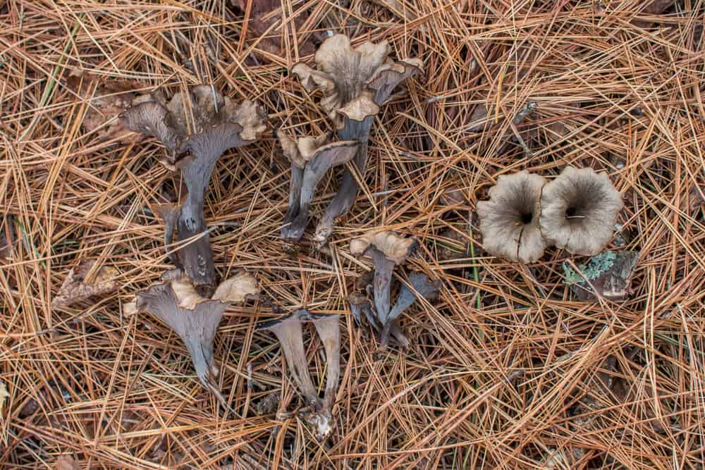 Craterellus caeruleofuscus or the cerulean black trumpet mushroom