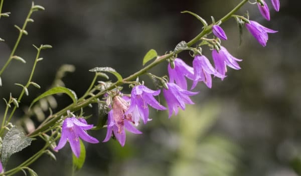 Edible Creeping Bellflower or Campanula rapunculoides 