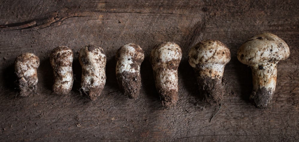 Matsutake mushrooms from Minnesota of varying size 