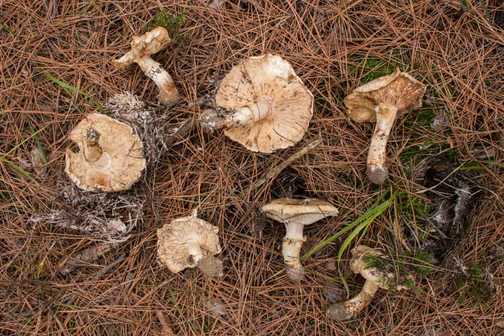 Mature matsutake mushrooms from Minnesota