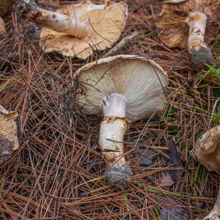 Hunting Matsutake Mushrooms in Minnesota