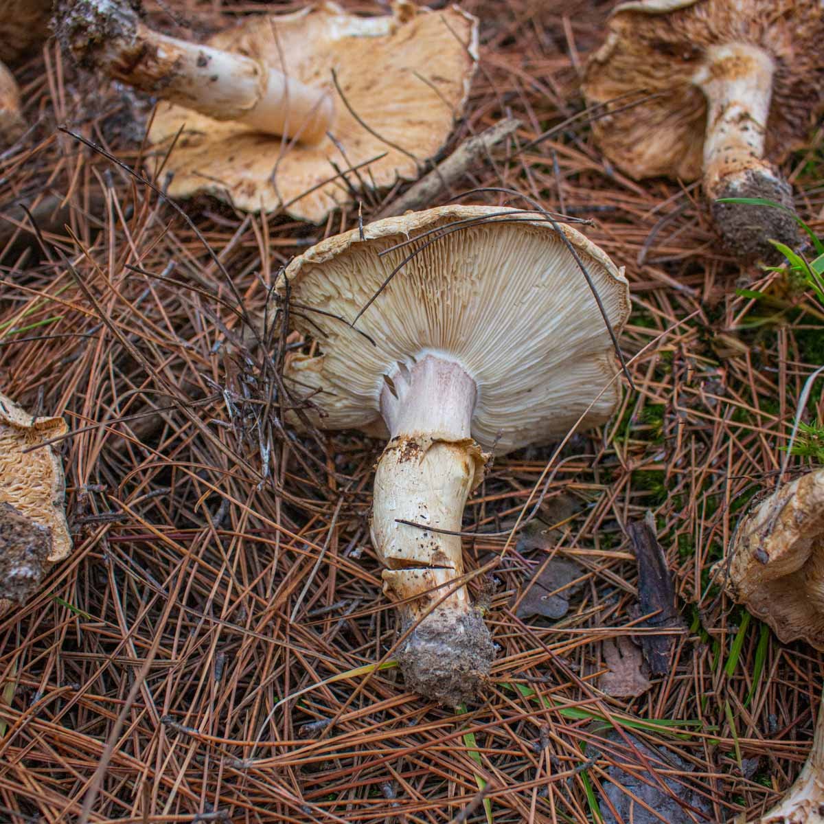 Hunting Matsutake Mushrooms in Minnesota