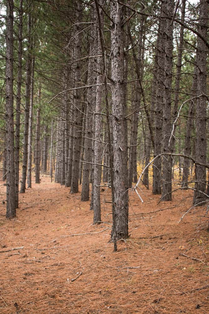 Hunting matsutake mushrooms in pine plantations