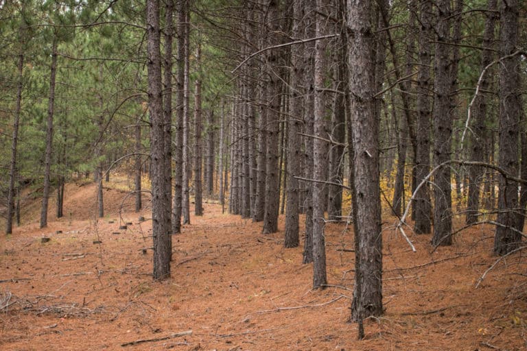 Hunting Matsutake Mushrooms in Minnesota