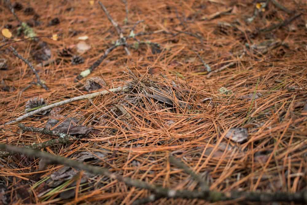 Matsutake mushrooms buried in pine needles
