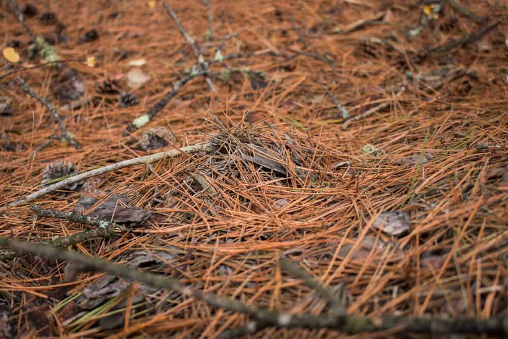 Matsutake mushrooms buried in pine needles 